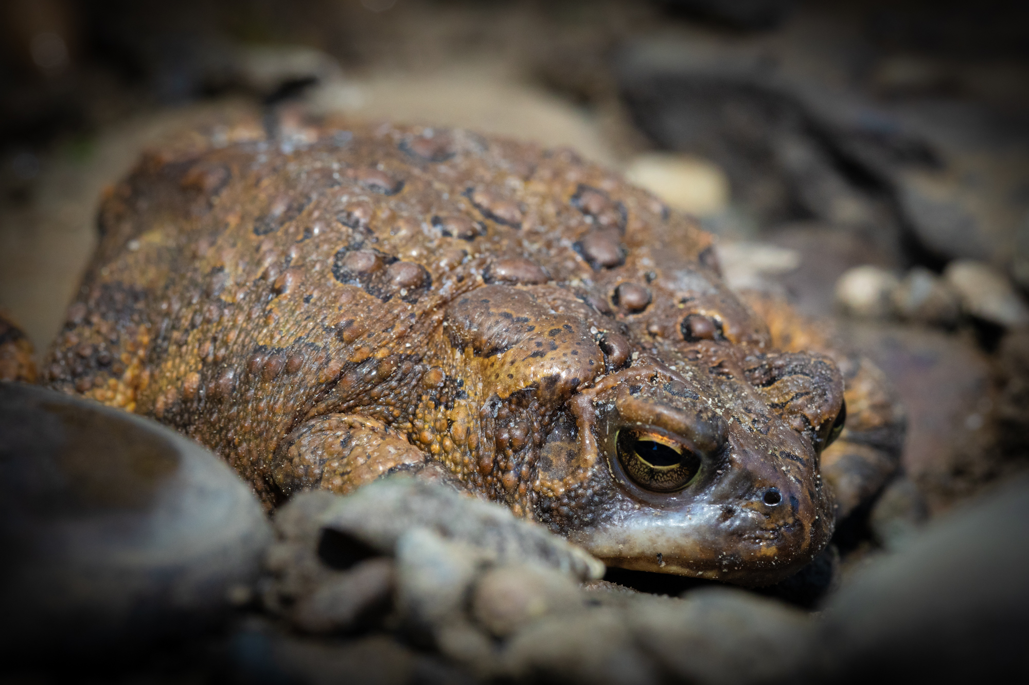 Wildlife and camping photography Sean Bolton
